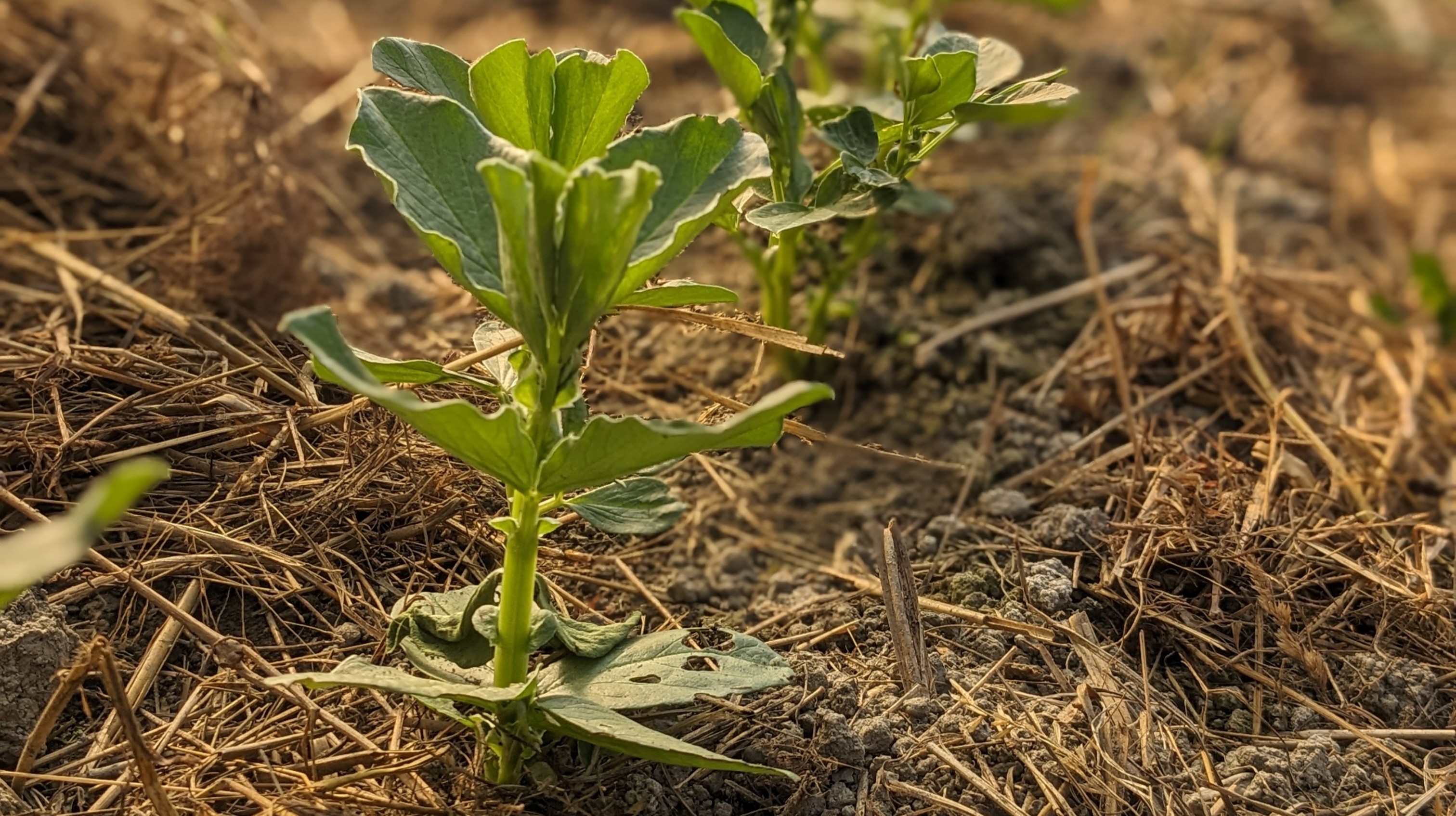 Fèverole d’hiver Engrais vert pour le jardin Les Mains Dans La Terre — free download