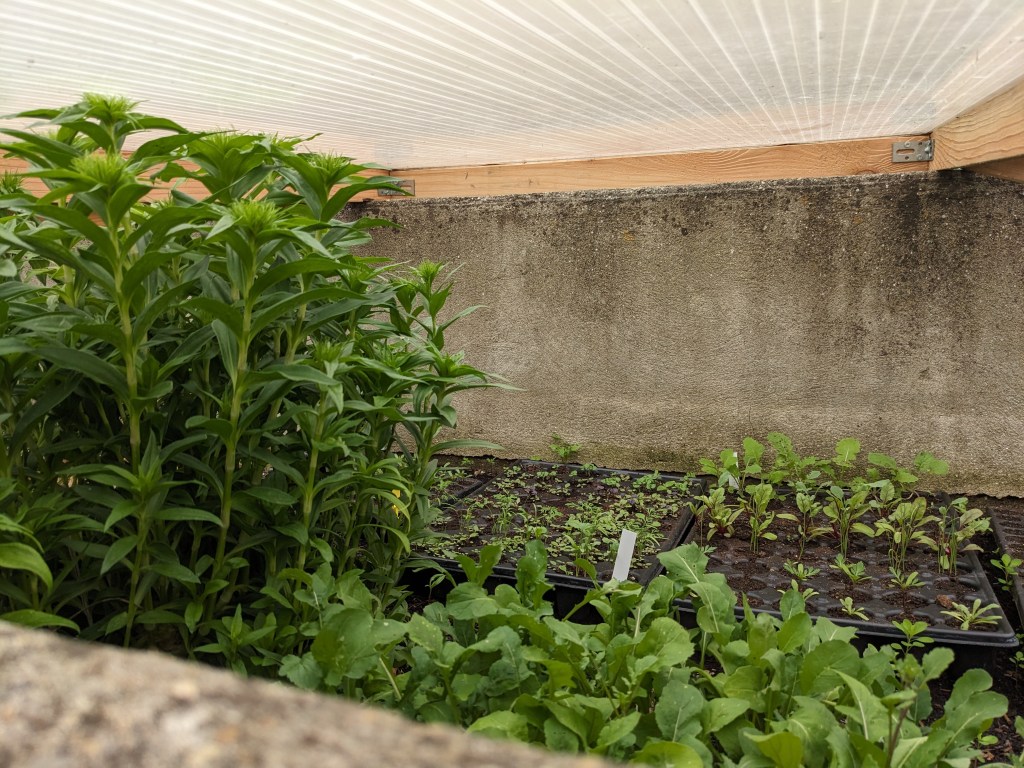 Top Légumes à Semer en novembre au&nbsp;Jardin