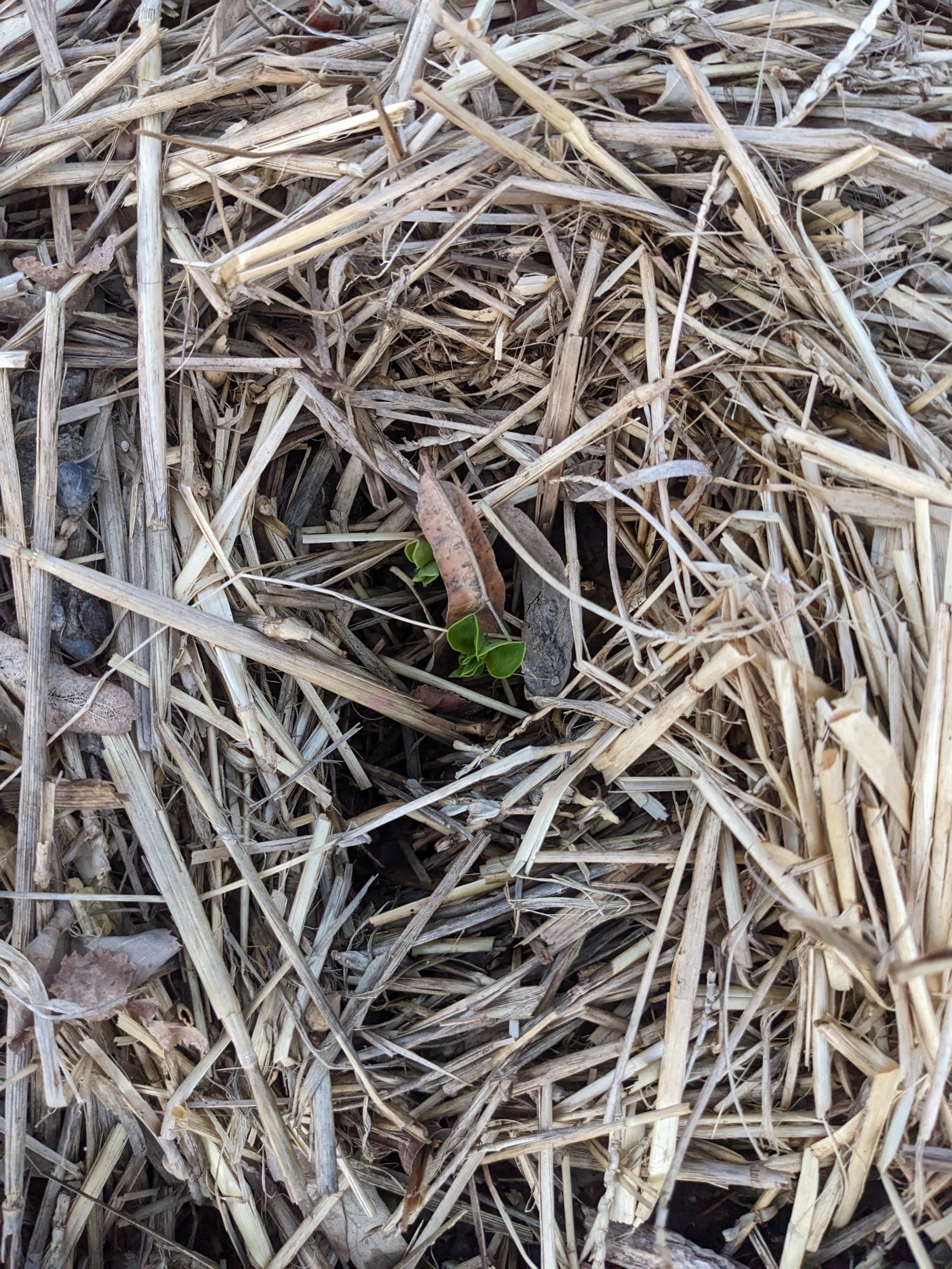 Fèverole d’hiver Engrais vert pour le jardin Les Mains Dans La Terre — free download