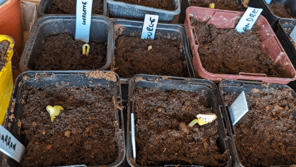 Tableau de germination des graines : temps et&nbsp;températures