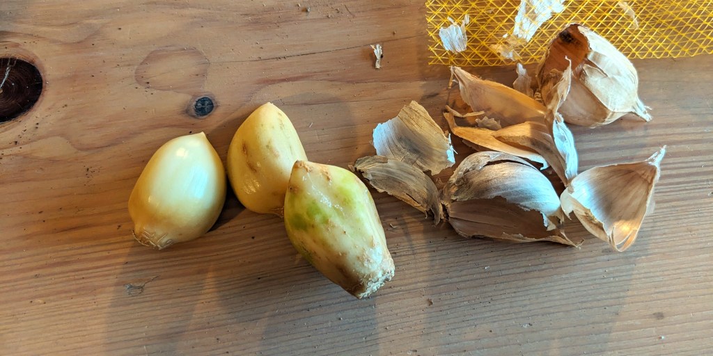 Plantation d&rsquo;ail éléphant