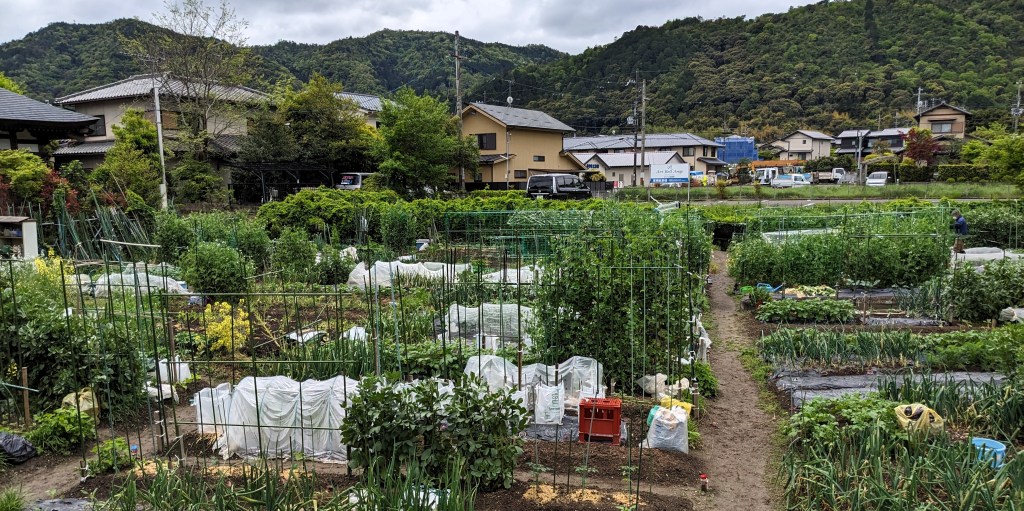 Exemple d&rsquo;équivalence de&nbsp;germination