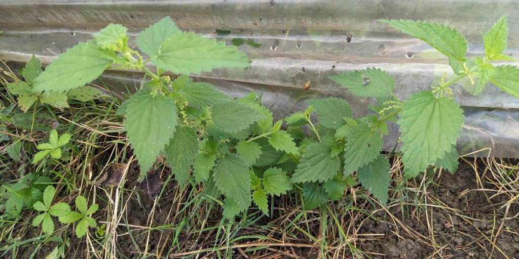 Reconnaître les mauvaises herbes au&nbsp;potager